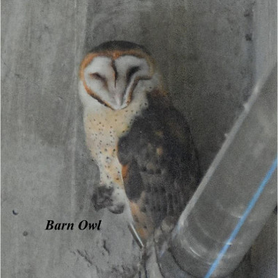 Barn Owl